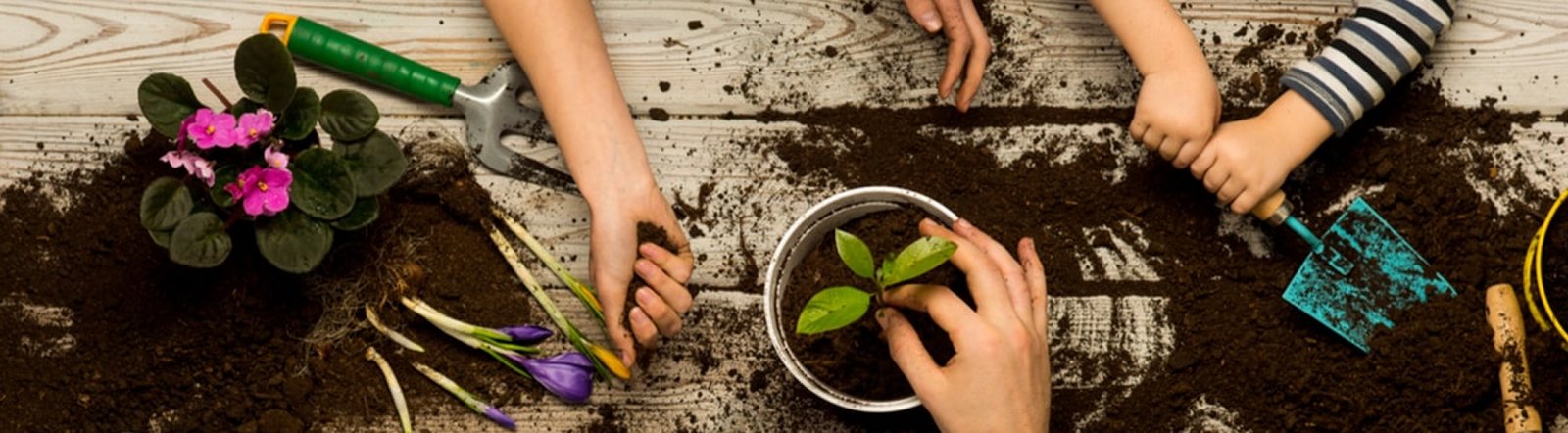 Quelles plantes choisir pour ma salle de bain ?
